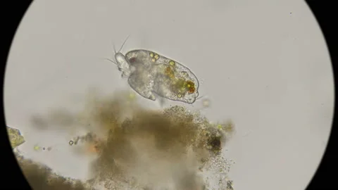 Cyclops nauplius hiding in old algae for hunting, under a microscope Stock Footage 97202099