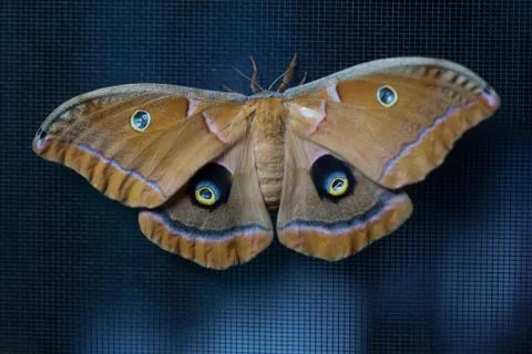 Cyclops Polyphemus brown moth Fotos de archivo