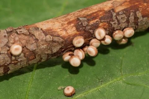 Cyclops Polyphemus moth eggs Fotos de archivo
