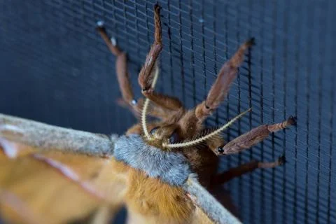 Cyclops Polyphemus Moth face Stock Photos