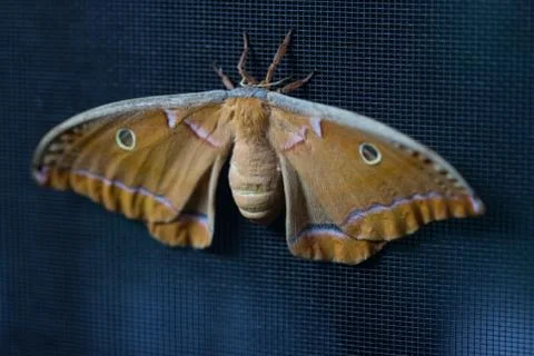 Cyclops Polyphemus moth Stock Photos