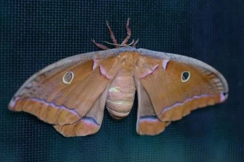 Cyclops Polyphemus moth wings Stock Photos