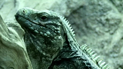 Cyclura Stock Footage 817535