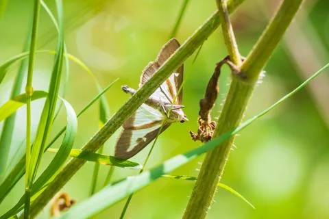 Cydalima perspectalis, Box tree moth hiding in grass Stock Photos