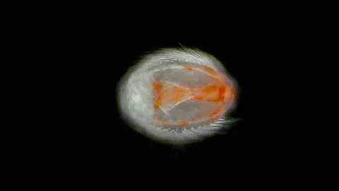 Cydippid larva Ctenophora under a microscope, juvenile larva Stock Footage 125083505