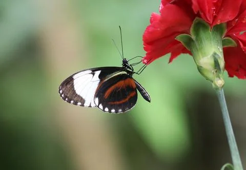 Cydno longwing - Heliconius cydno Stockfoto's