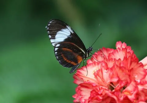 Cydno longwing - Heliconius cydno Stockfoto's