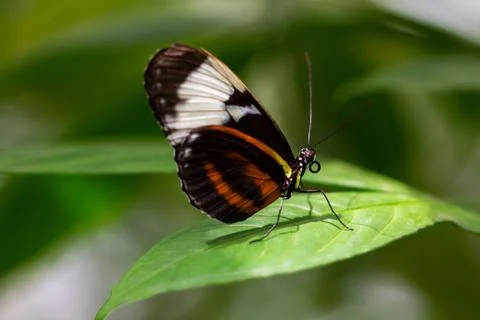 Cydno longwing Stock Photos