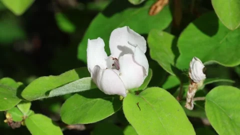 Cydonia oblonga Video stock 273010466