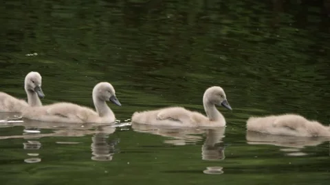 Cygnet baby swans float down the river Stock Footage 156075041