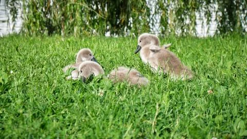 Cygnet flapping its tiny wings, inside a group of mute swan young chicks Stock Photos