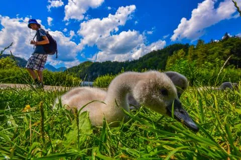 Cygnet in grass Foto stock