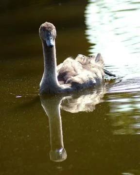 Cygnet Stock Photos
