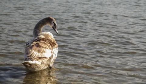 Cygnet Stock Photos