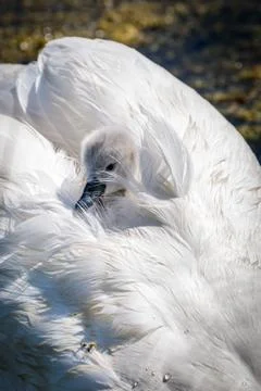 A Cygnet Stock Photos