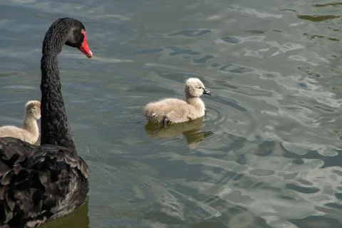 Cygnet Stock Photos