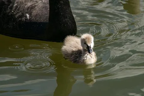 Cygnet Stock Photos