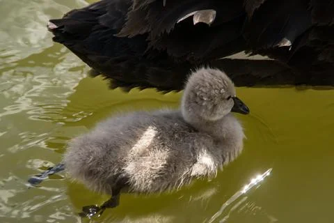 Cygnet Foto stock