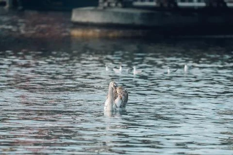 Cygnet preening its feathers while floating on calm water with other birds in 库存照片