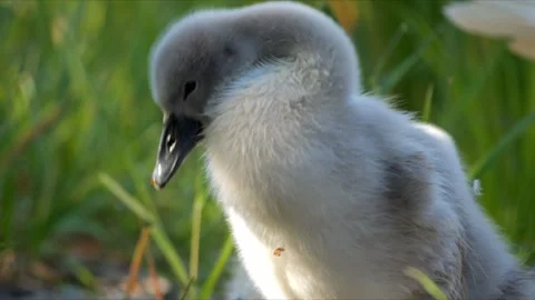 Cygnet Preening in Warm Sunlight – 4K 스톡 동영상 320989240