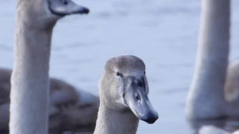 Cygnet Sextuplets Stock-Footage 98186671