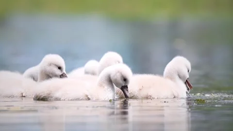 Cygnets eating Stock Footage 266375021