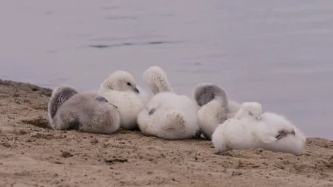 Cygnets Stock Footage 83880733