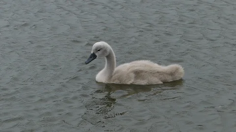 Cygnets on a lake Stock Footage 93909621