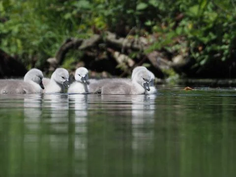 Cygnets on a lake 库存照片