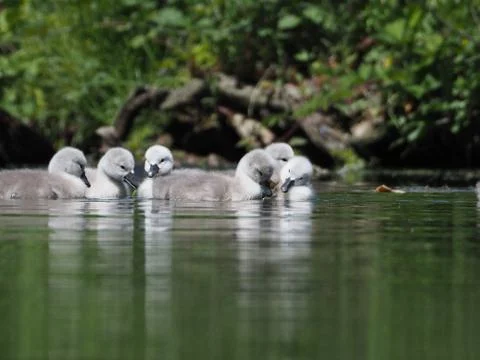 Cygnets on a lake 库存照片