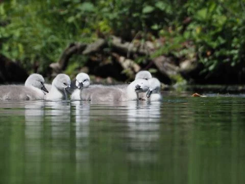 Cygnets on a lake Stock Photos