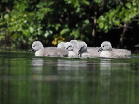 Cygnets on a lake Stock Photos
