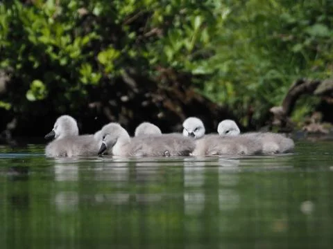 Cygnets on a lake Stock Photos