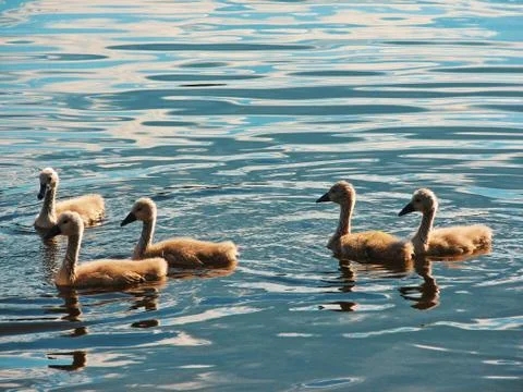 Cygnets  스톡 사진