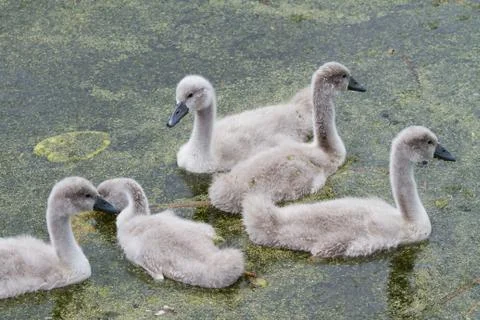Cygnets Stock Photos
