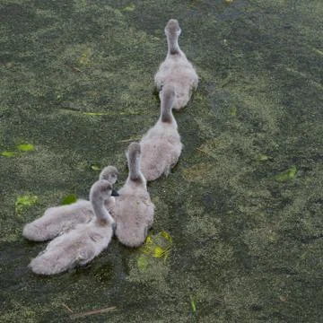 Cygnets Stock Photos