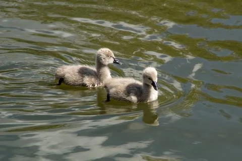 Cygnets Stock-Fotos
