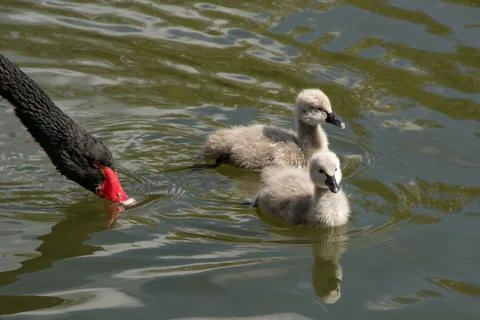Cygnets Stock Photos