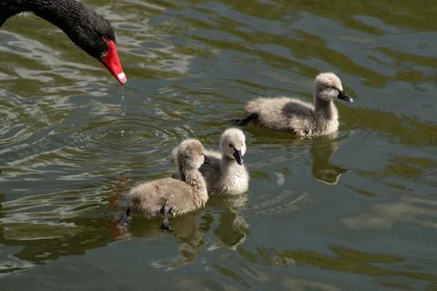 Cygnets Stock Photos