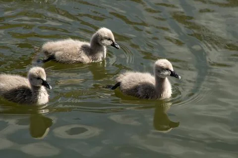 Cygnets Stock Photos