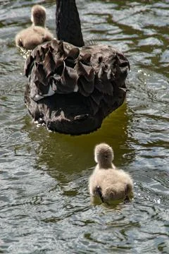 Cygnets Stock Photos