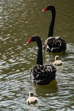 Cygnets Stock Photos