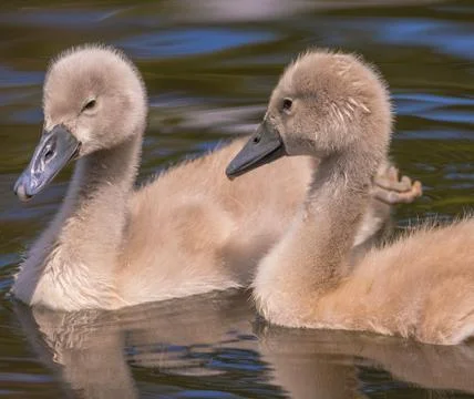 The Cygnets Stock Photos