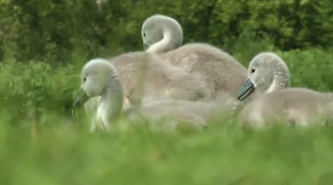 Cygnets walking on grass Stock Footage 15178221