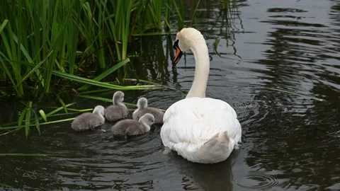 Cygnets watching and learning from Mother Mute swan Stock Footage 194801211
