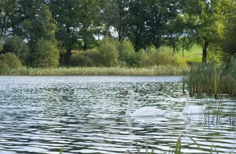 Cygnus olor Stock Photos