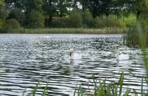 Cygnus olor Stock Photos