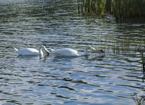 Cygnus olor Foto stock