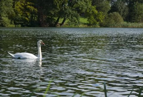 Cygnus olor Stock Photos