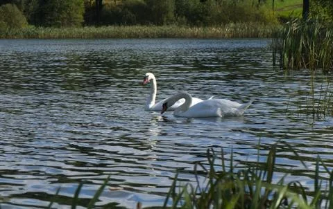 Cygnus olor Stock Photos